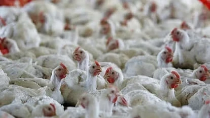 Bird Flu Alert : मरे पक्षी दिखने पर तुरंत दें सूचना, रायगढ़ में 8 होटलों पर चिकन पकाने पर 65 हजार का जुर्माना