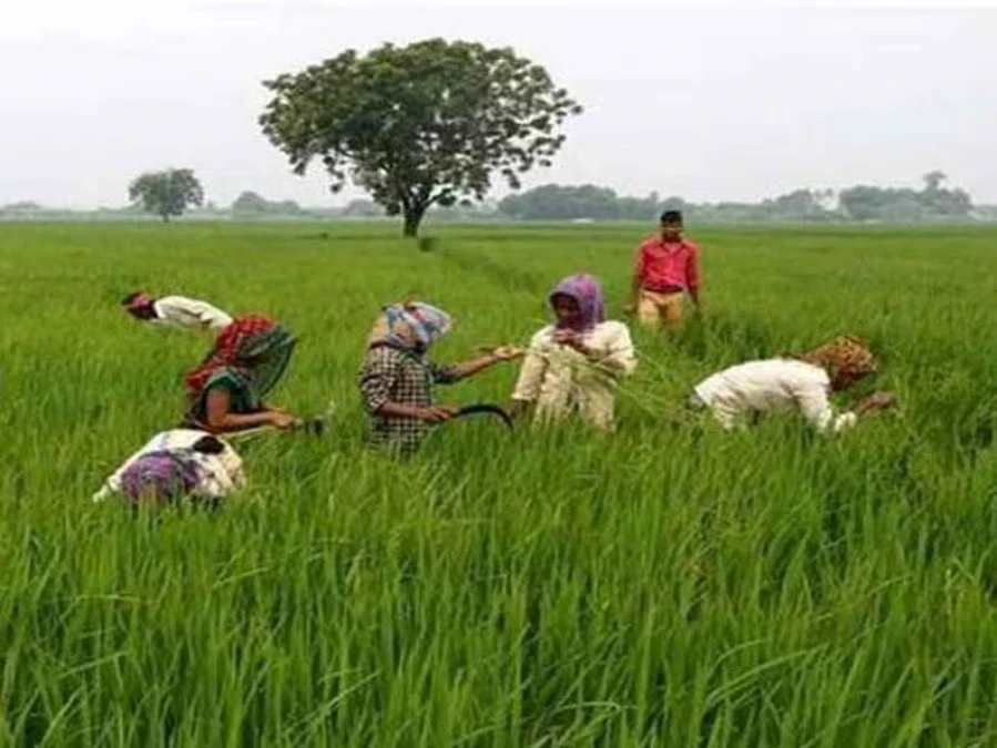 CG News : किसानों की KYC टेंशन खत्म, एग्रीस्टैक योजना से तैयार हो रहा डिजिटल डेटाबेस...