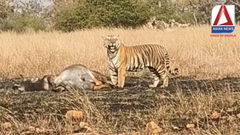 पन्ना टाइगर रिजर्व से आया रोमांचित करने वाला वीडियो.....
