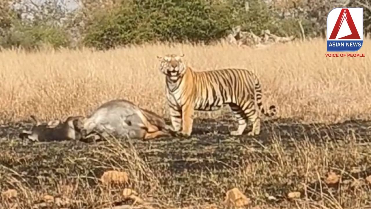 पन्ना टाइगर रिजर्व से आया रोमांचित करने वाला वीडियो.....