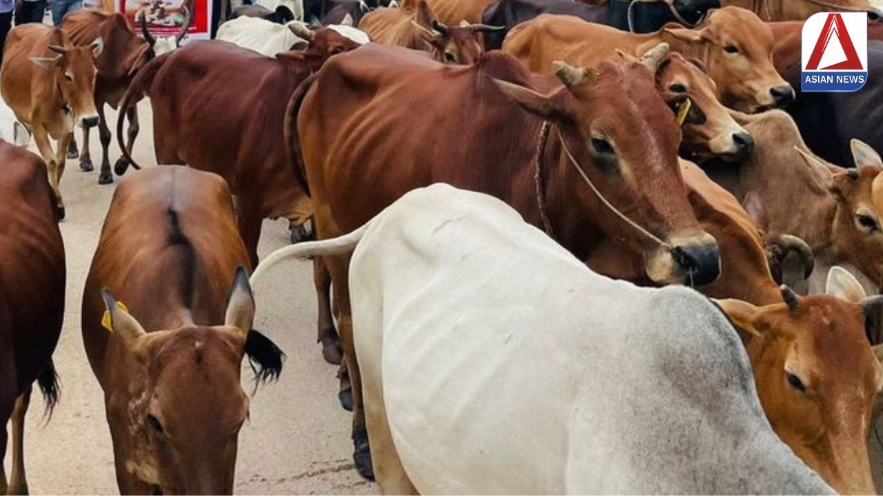 CG News: गरियाबंद में 40 गायों की मौत का मामला, कांग्रेस ने गठित की जांच समिति...