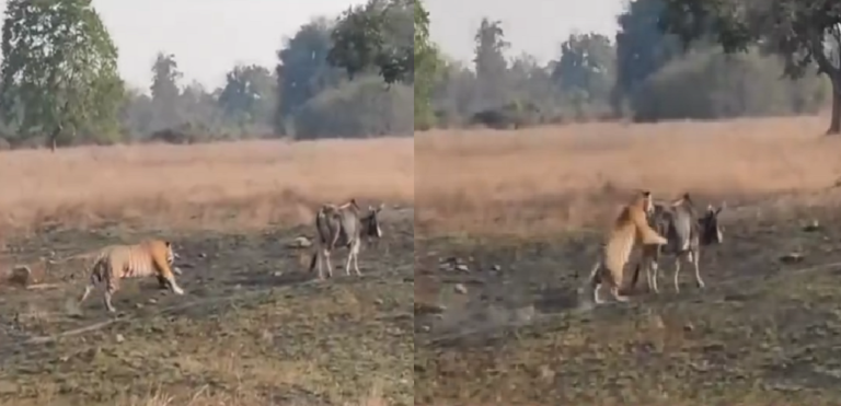 बिलासपुर में बाघ का आतंक: गाय को बनाया शिकार, ग्रामीणों में दहशत, वीडियो देखें