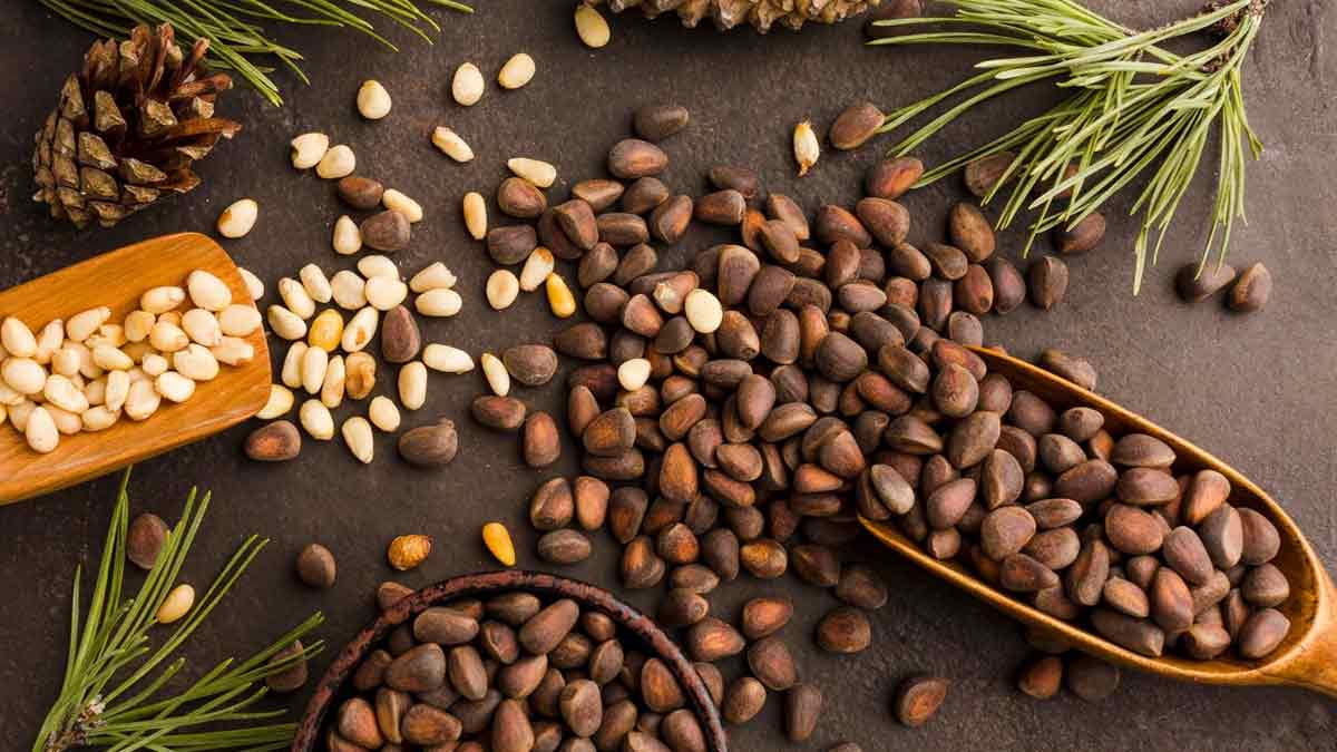 Chilgoza Benefits: दिल, हड्डियां और स्किन के लिए रामबाण है चिलगोजा, जानें इसके फायदे...