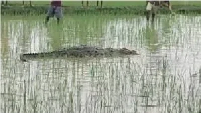 CG News : खेत में मिला मगरमच्छ का बच्चा, वन विभाग ने किया रेस्क्यू...