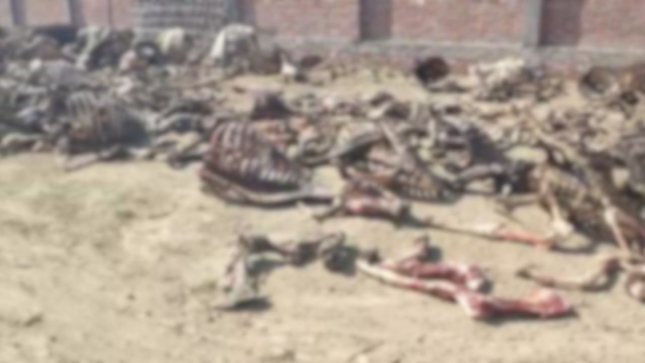 UP News: गोंडा में अवैध चमड़ा फैक्ट्री का भंडाफोड़....