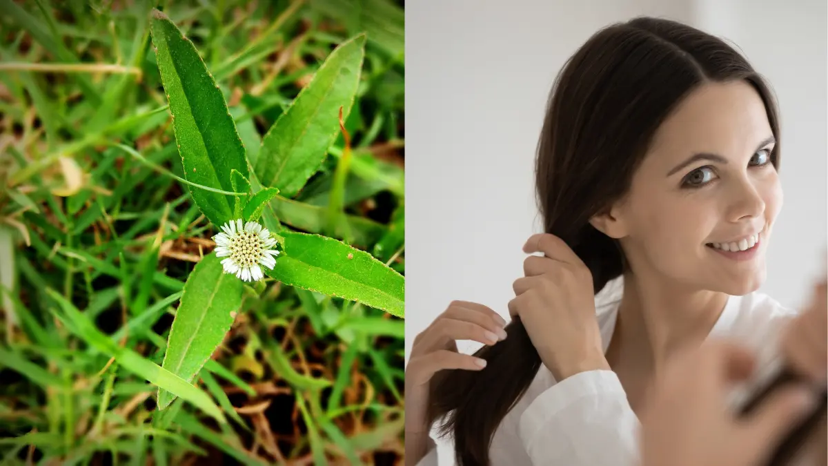 Haircare Tips: बाल झड़ने और सफेद होने से हैं परेशान? भृंगराज है आयुर्वेदिक समाधान...