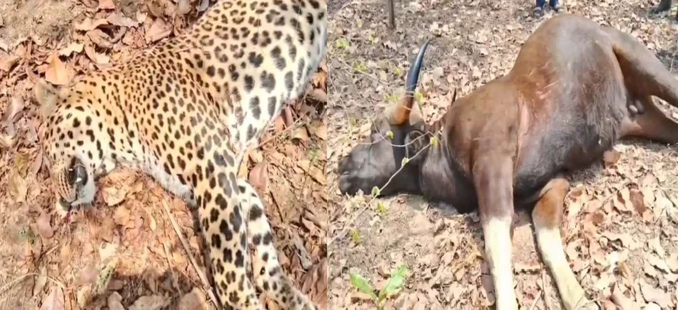 CG News: करंट के जाल में फंसे तेंदुआ और गौर, वन विभाग में मचा हड़कंप...