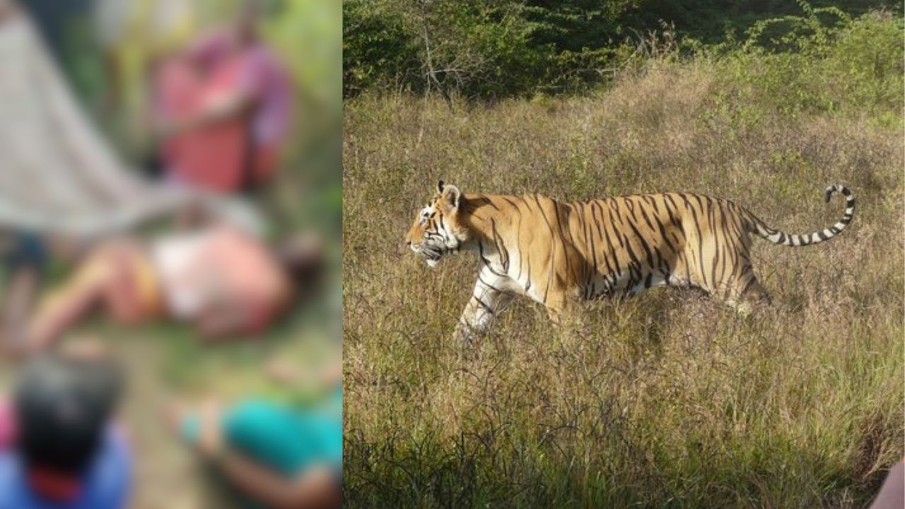 Tiger Terror