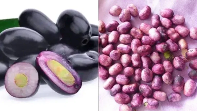 Jamun Seeds Benefits : डायबिटीज से लेकर दिल की सेहत तक, जामुन की गुठली में छिपे हैं कई औषधीय गुण