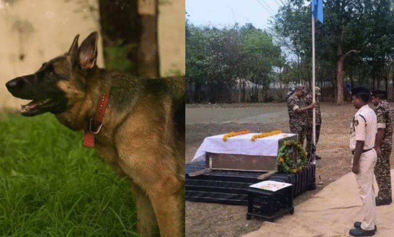 Sukma News: ऑपरेशन ब्लैक फॉरेस्ट में दिखाया शौर्य, K9 रोलो मधुमक्खियों के हमले में शहीद, गार्ड ऑफ ऑनर के साथ विदाई