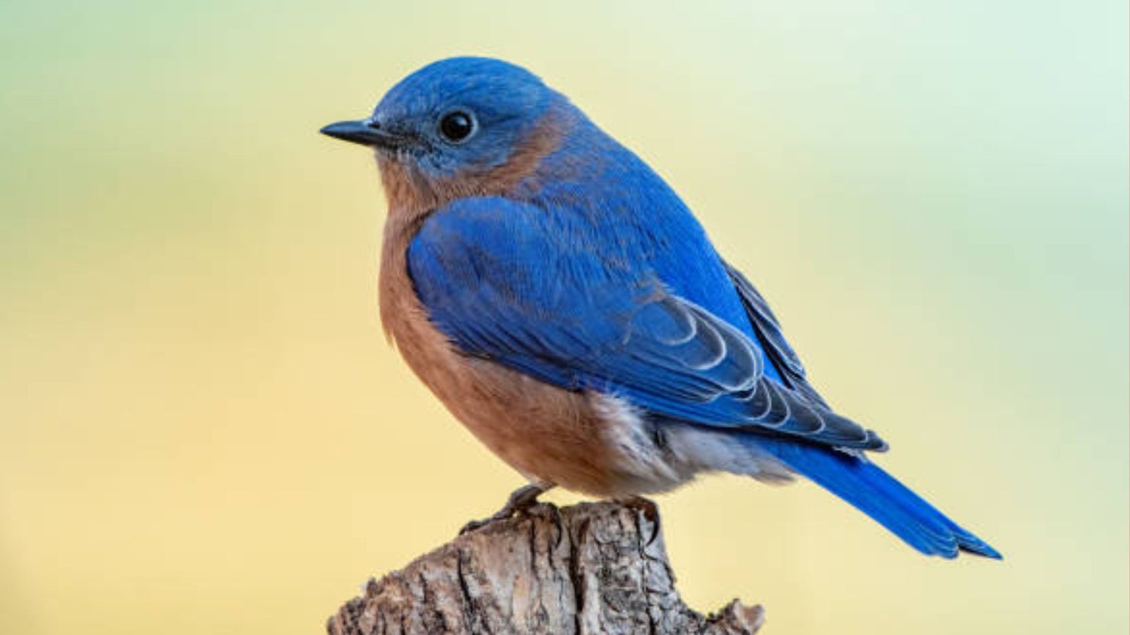 Rare Indian Blue Robin seen in Dongargarh