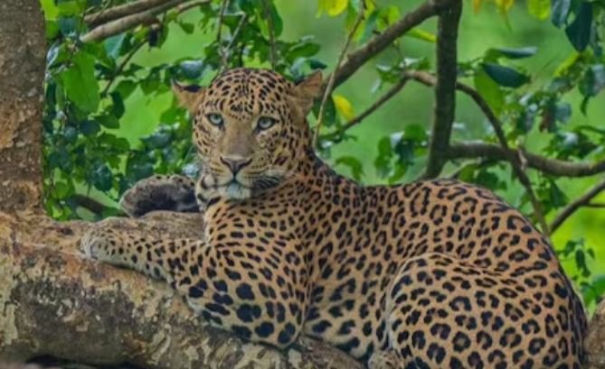 UP News Leopard took away a 6-year-old child sleeping outside house in Lakhimpur Kheri, body found in field