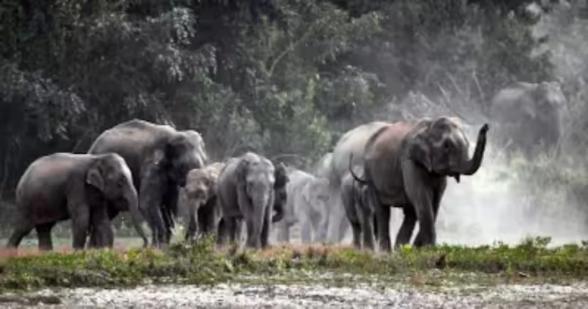 Elephant Attack Elephant Attack