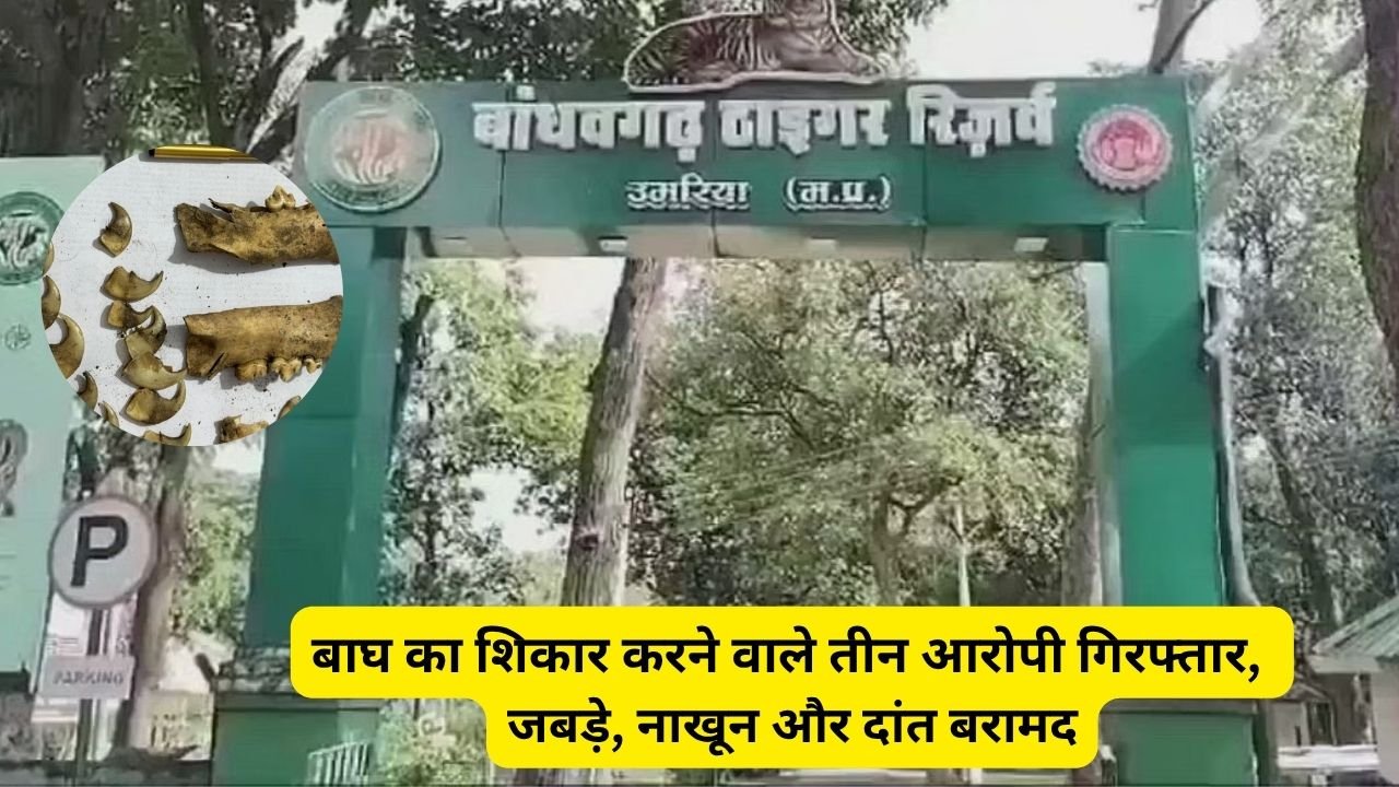 MP News