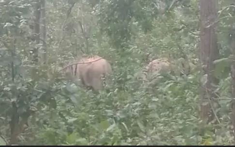 CG News: उदयपुर में 25 हाथी मचा रहे उत्पात, ग्रामीणों के घरों को तोड़ा, ​वन विभाग करा रहा मुनादी