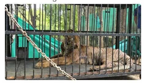 Chhattisgarh tigress Bijli dies in Vantara: छत्तीसगढ़ की बाघिन 'बिजली' की वनतारा में मौत, 3 दिन पहले इलाज के लिए भेजा गया था गुजरात