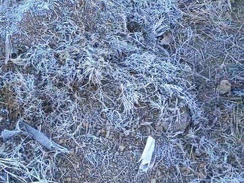 Coldweb in Chhattisgarh