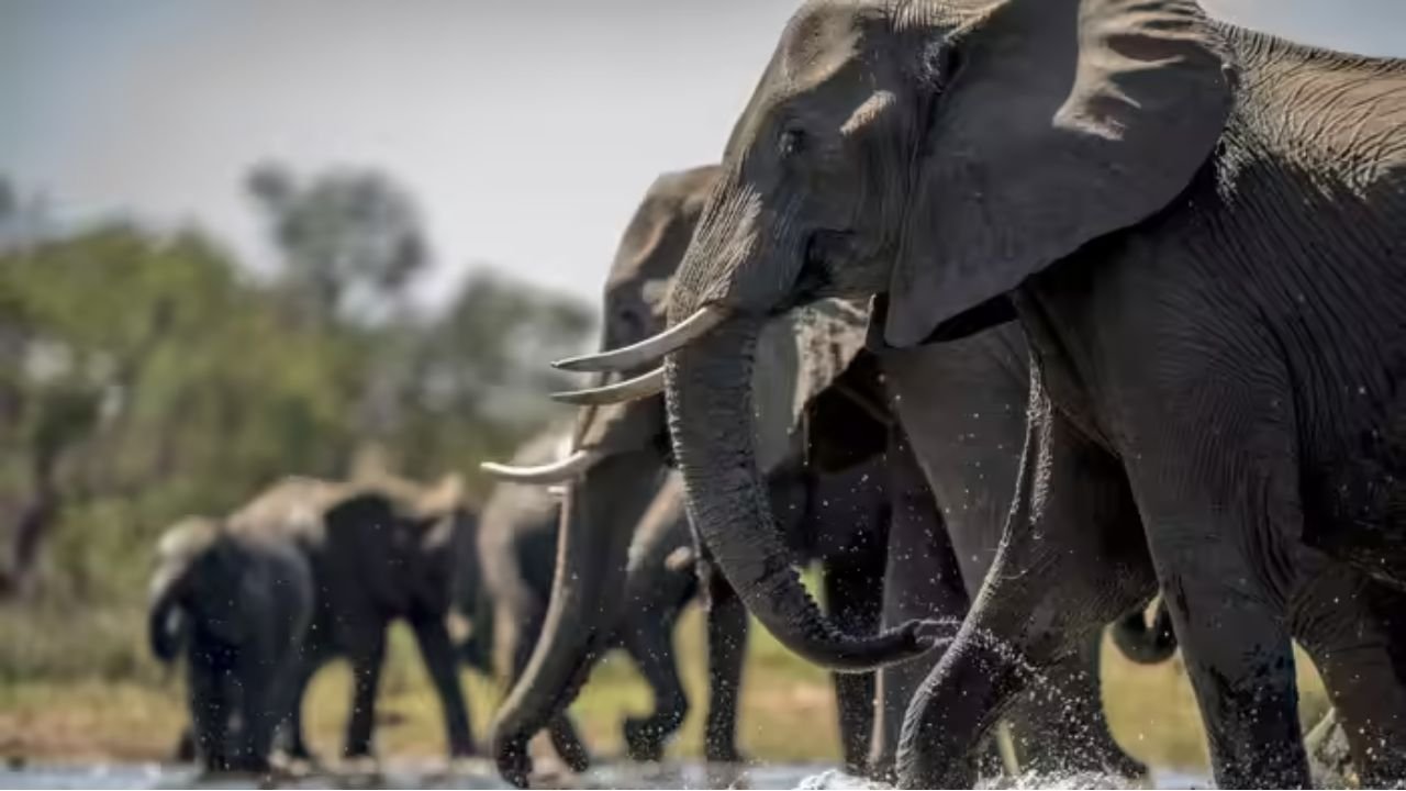 Elephant Attack : हाथियों ने पहले मजदूर की टांगें तोड़ी, फिर गुस्सा कम नहीं हुआ तो रौंदकर मार डाला