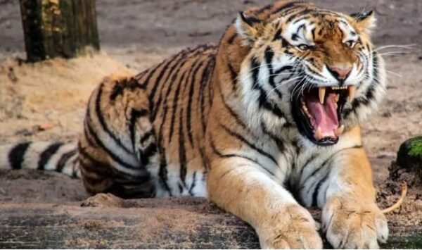 Tigress kills