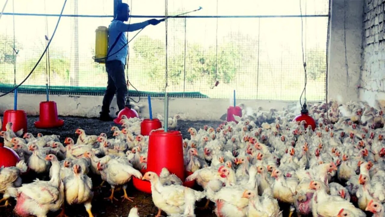 Bird Flu