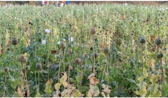 Balrampur opium cultivation
