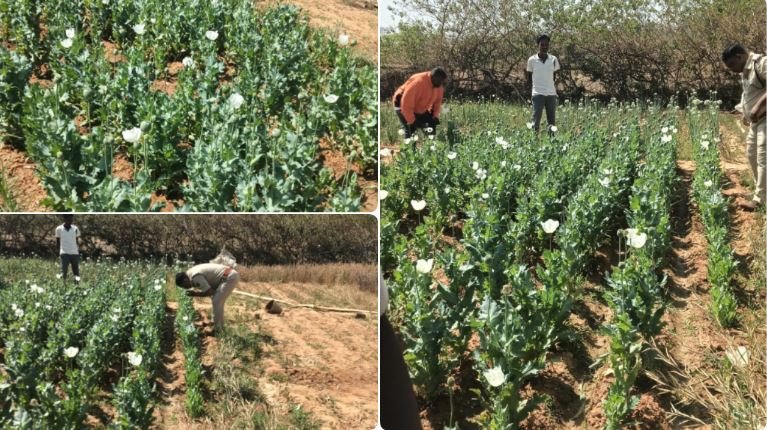 Chhattisgarh Opium fields discovered in Navin Ghatgaon, Lailunga Raigarh