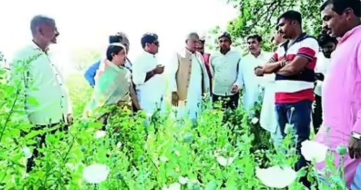 Opium Cultivation in Chhattisgarh