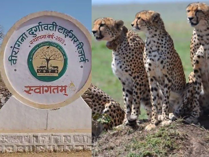 MP News : रानी दुर्गावती अभयारण्य (नौरादेही) बनेगा चीतों का तीसरा घर : मुख्यमंत्री डॉ. मोहन यादव