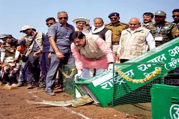 MP News : मुख्यमंत्री डॉ. मोहन यादव ने कूनो नदी में रिलीज किये घड़ियाल और कछुए, बोले- वन्य-जीव संरक्षण और संवर्धन हमारी प्राथमिकता