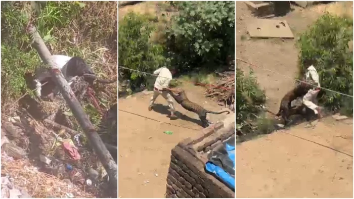 MP News: Leopard attacks four people after entering a settlement, two including a woman in critical condition