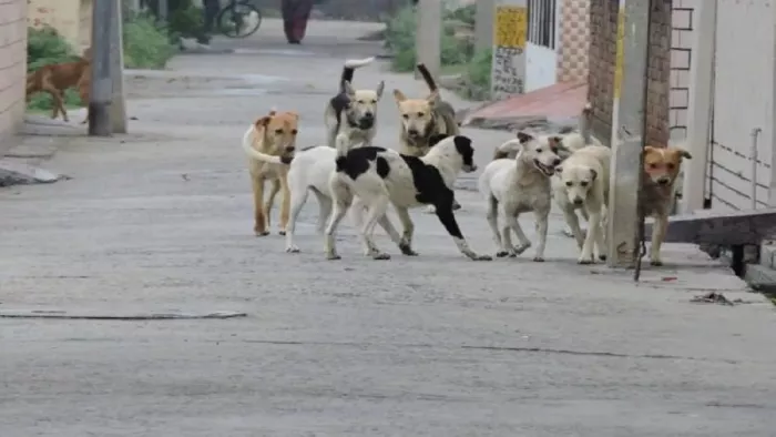 CG News: Stray dogs wreak havoc, bite 16 people in a single day, even children become victims