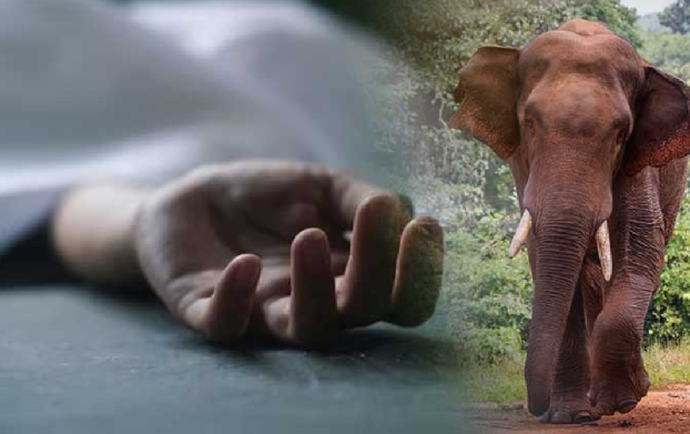 CG News: Elephant attacks villager collecting Mahua, dies on the spot, panic grips the area