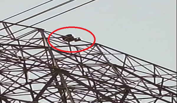 CG News: Angry with his wife, a young man climbed a 100-foot high-tension tower, a high-voltage drama ensued for three hours, and the police brought him down like this.
