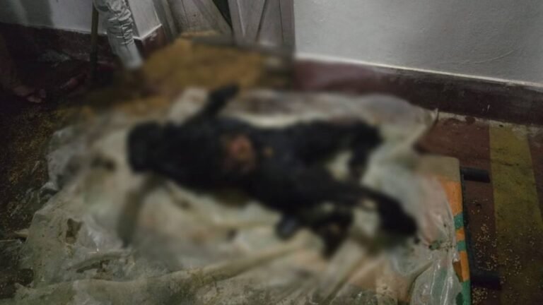 CG Crime: Land dispute takes a horrific turn, younger brother burns elder brother alive in front of mother