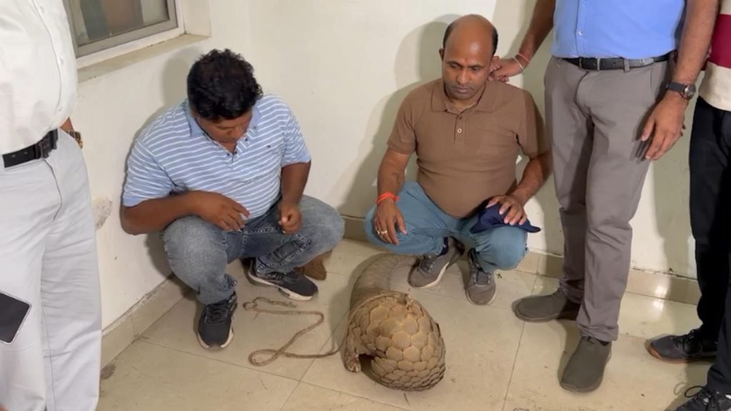 CG News: 2 smugglers arrested with live pangolin, brought from Pakhanjur to Raipur for a deal worth Rs 50 crore