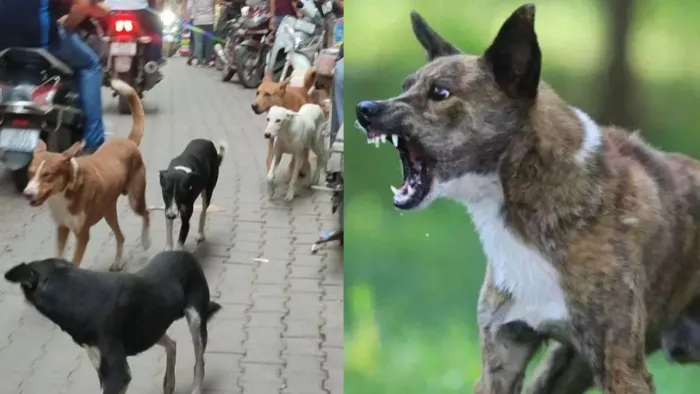CG News: Mad dog injures more than 10 people, villagers in panic