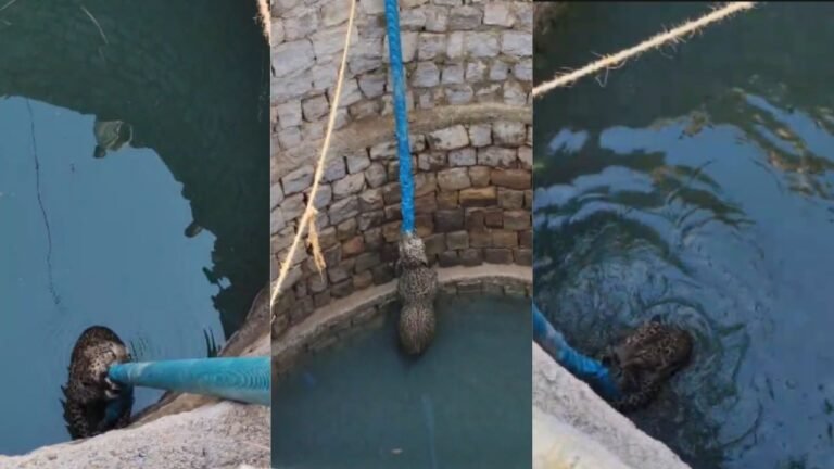 CG News: Leopard in search of water gets stuck in a 40 feet deep well, rescue operation underway