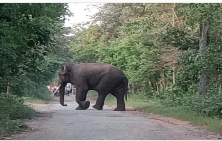 bar-navapara-elephant-attack-villager-death-alert