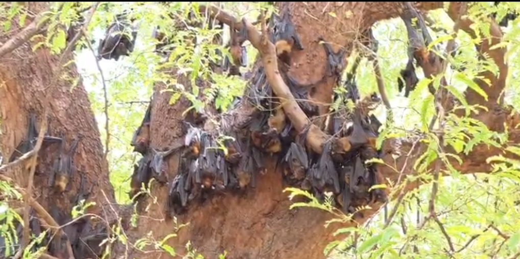 कोरबा के बाद कांकेर में 500 से ज्यादा चमगादड़ों की मौत, महामारी के डर से दहशत,पेड़ों के नीचे जाने से बच रहे हैं लोग