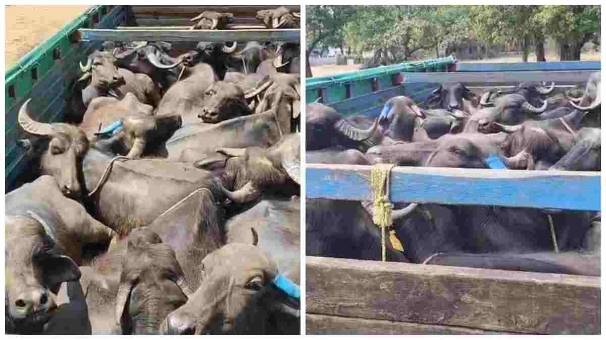 MP News: Police saved 76 lives before they could be taken to the slaughterhouse; cattle were brutally stuffed into trucks, and goods worth 49 lakhs were seized.