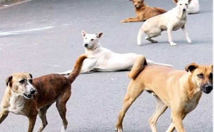 Supreme Court Judgement,Stray Dog Case: खतरनाक कुत्तों को मौत का इंजेक्शन दें,लोगों की सुरक्षा जरूरी, डॉग लवर्स को सुप्रीम कोर्ट का झटका
