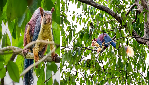 CG News: Rare Giant Malabar Squirrel spotted in Devpur forest, biodiversity once again enhances Chhattisgarh's pride