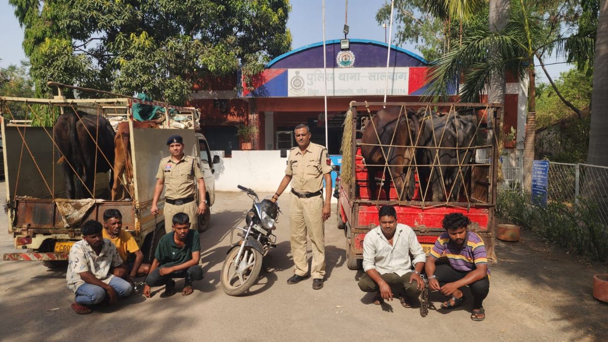 CG News: CCTV footage reveals the secret of theft, 5 accused of stealing grazing cattle arrested