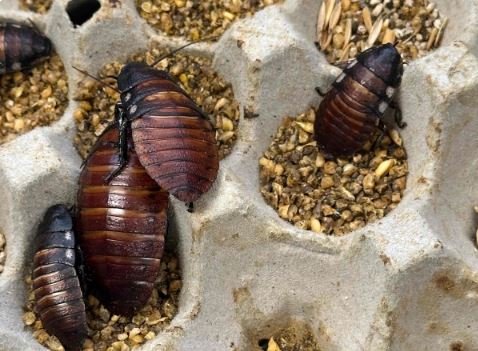 over-100000-foreign-cockroaches-seized-in-australia