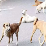 CG News: Rabid dog on the rampage in Jogisar; attacks 6 people, including children; panic grips the village.