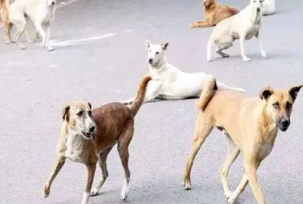 CG News: Rabid dog on the rampage in Jogisar; attacks 6 people, including children; panic grips the village.