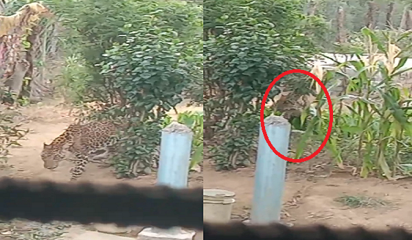 CG News: Panic grips village as leopard appears; wild animal remains in a household garden for hours; Forest Department launches rescue operation.