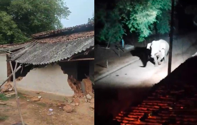 CG News: Elephant rampage in Raigarh; 5 houses and huts destroyed, mango crops trampled, and household grain stocks devoured.