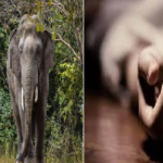 CG News: Elephant attacks workers engaged in road construction work, two workers killed
