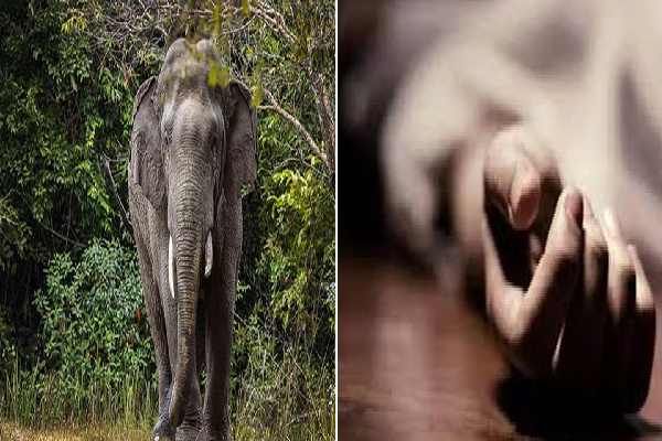 CG News: Elephant attacks workers engaged in road construction work, two workers killed